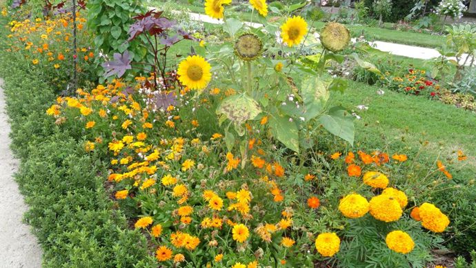 Vue générale des plates-bandes, avec Calendula ‘Calexis’ Orange associé à des roses d’Inde, des tournesols et autres plantes à massifs.